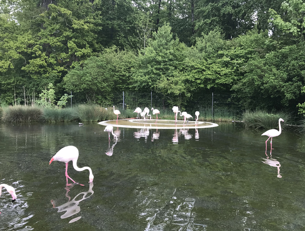 Flamingo park