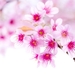 428883-cherry-blossom-wallpapers-for-mac-free