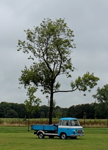 IMG_4451_2019-08-17_ACC_Barkas-1000_blauw-wit_met-boom