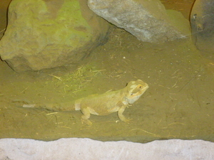 leguaan