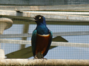 gekleurde vogel