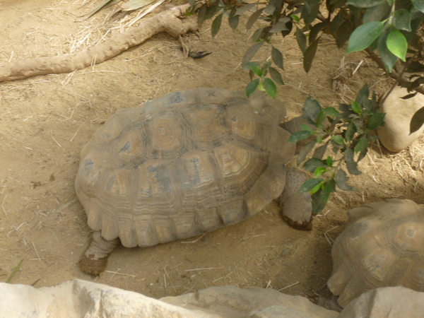 schildpad