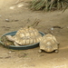 schildpadjes 2