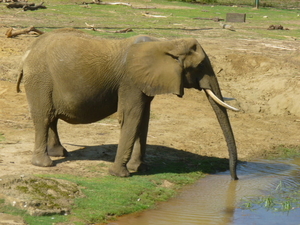 olifant