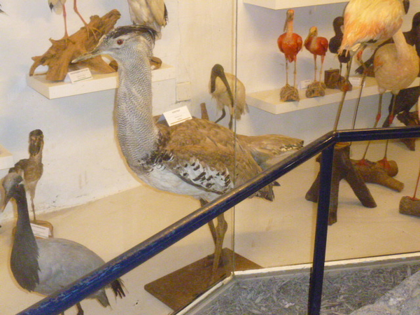opgem vogel 2