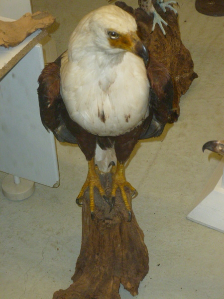 opgem,vogeltje