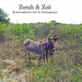 Zorah