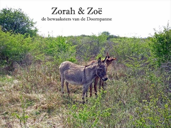 Zorah