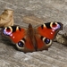 butterfly-5322360_960_720
