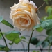cream-rose-5318752_960_720