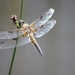 dragonfly-5294165_960_720