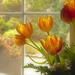 tulips-4927755_960_720