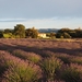 lavender-field-1521598_960_720