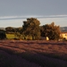 lavender-field-1521618_960_720