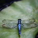 dragonfly-4473030_1280