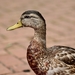 duck-4461376_1280