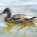 duck-4468952_1280
