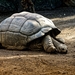 giant-tortoises-4461315_1280