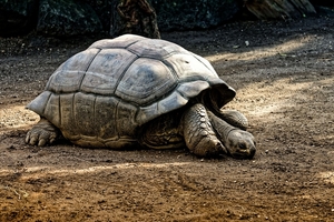 giant-tortoises-4461315_1280