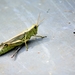 grasshopper-4475236_1280