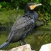 great-cormorant-4465477_960_720