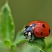 ladybug-4461314_1280