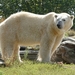 polar-bear-4450953_1280
