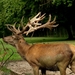red-deer-4474293_1280