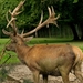 red-deer-4474297_1280