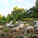 sheeps-4456410_1280