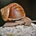 snail-4428838_1280