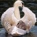 swan-4208564_1280