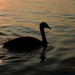 swan-4470119_1280
