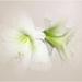 amarylis[1]