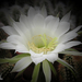 cactusbloem