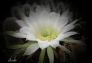cactusbloem