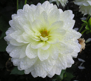 dahlia