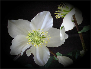 helleborus