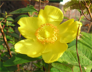 hypericum