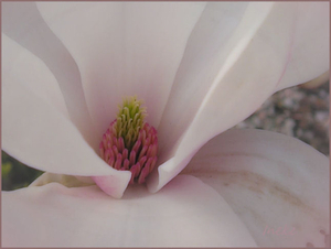 magnolia