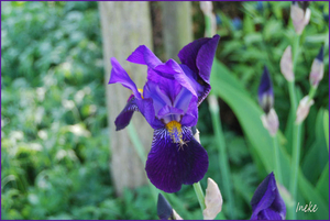 iris