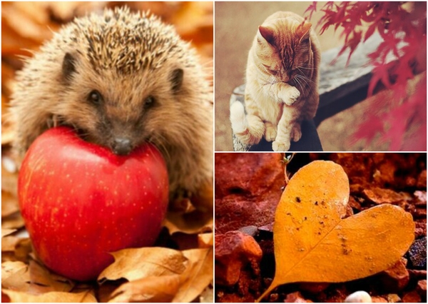 dieren-herfst-collage