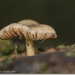 sized_IMG_0016