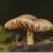 sized_IMG_0017