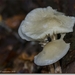 sized_IMG_0019