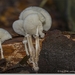 sized_IMG_0027