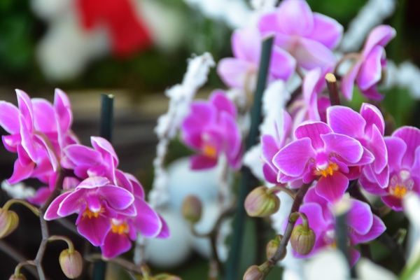 VROLIJKE KERST IEDEREEN !