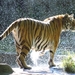 FFW-Tiger-header-image