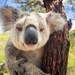 How-to-help-Australian-wildlife-Visit-koalas-at-Mikkira-Station-w