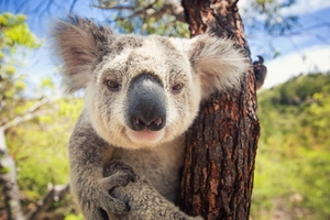 How-to-help-Australian-wildlife-Visit-koalas-at-Mikkira-Station-w